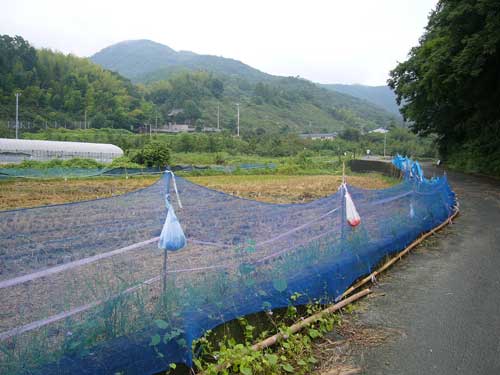ւ